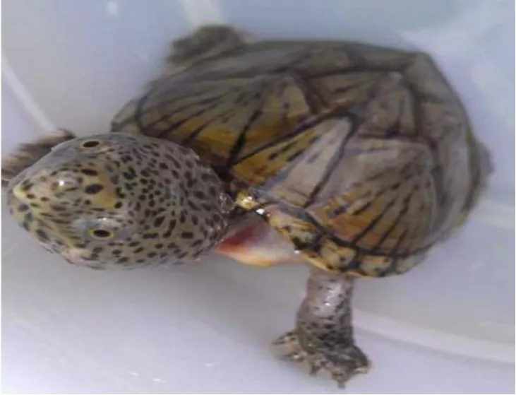 这些你没听说过的名贵龟鳖品种，值得人工养殖吗？
