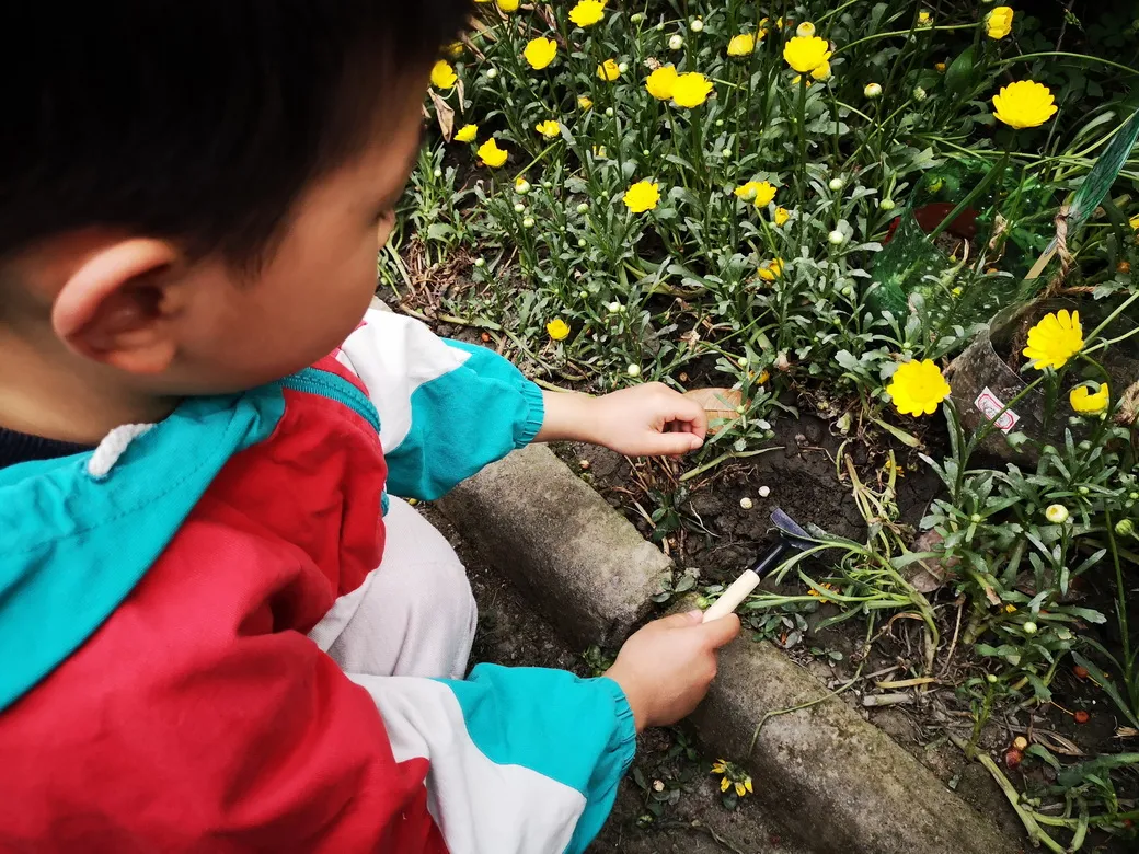 天府新区华阳幼儿园西区开展“幼儿园里的樱桃树”主题活动