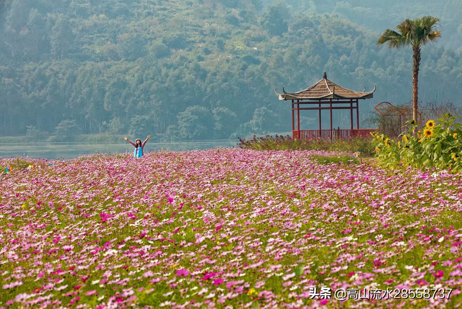 格桑花寓意是什么（生命力顽强的一种花有这么美好的含义）