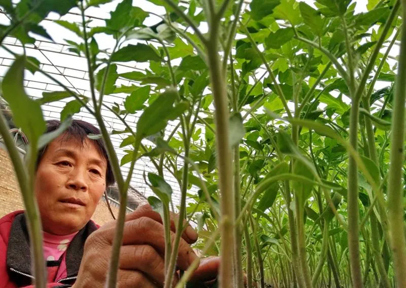 低溫陰雨天氣蔬菜管理技巧