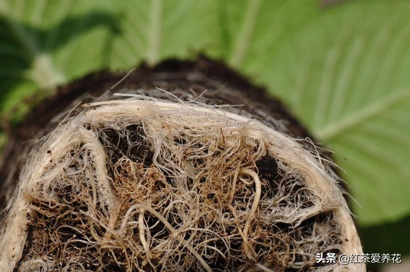 家庭盆栽买土太贵 掌握5个原则 配土简单又便宜 红茶爱养花 Mdeditor