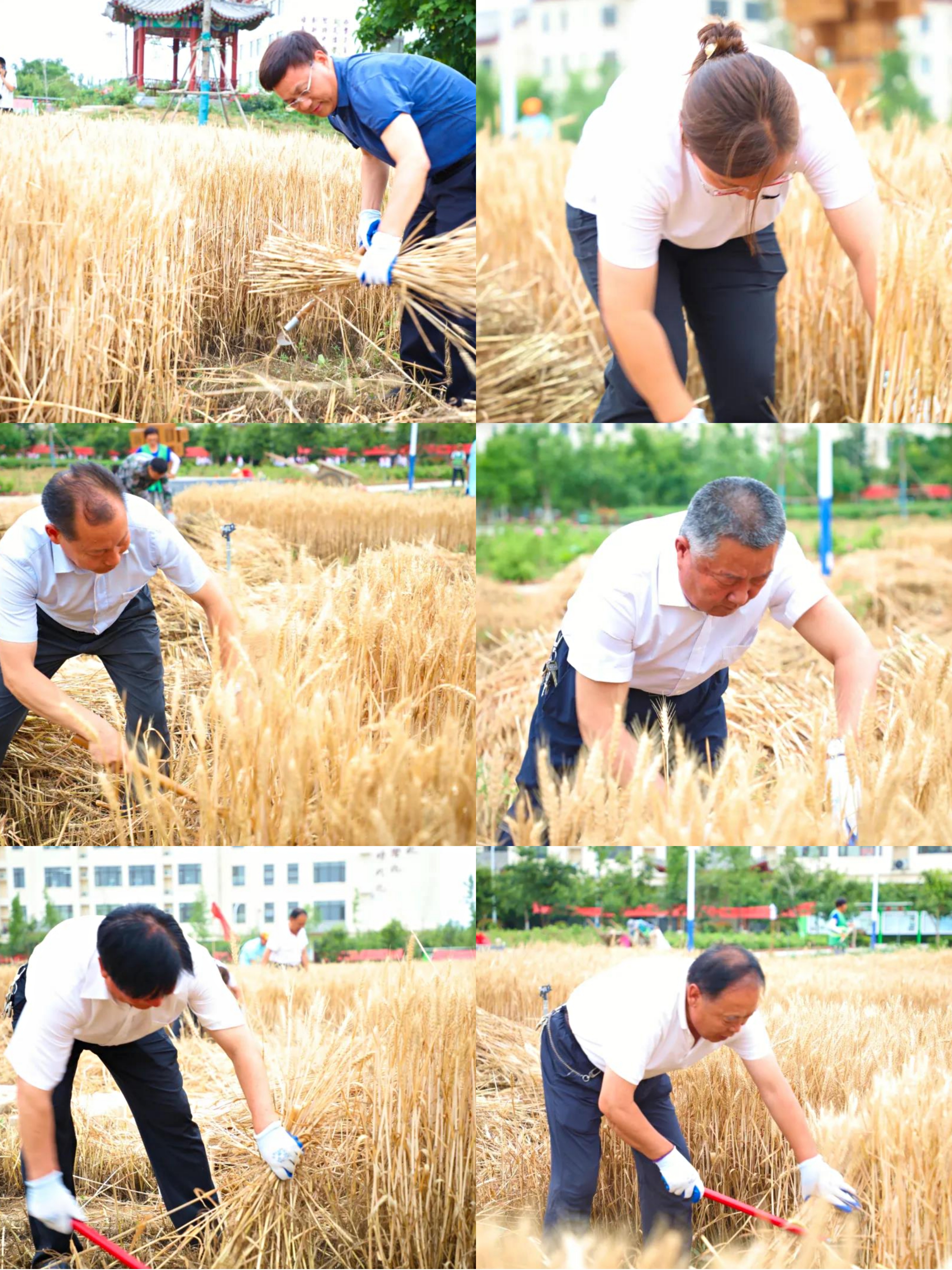 校园里竟然掀起麦浪！曲阜这两个学校真有心