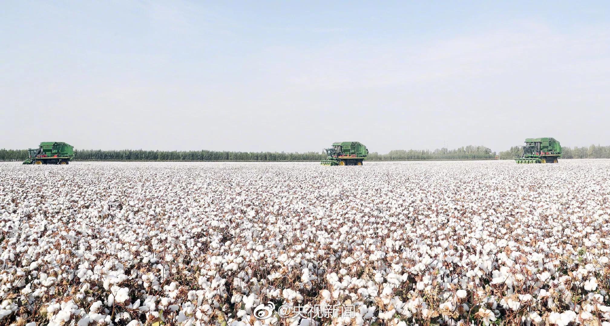 The cotton with snow-white Xinjiang