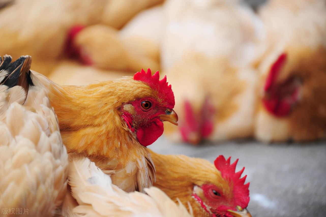 6月起，哈尔滨、无锡将逐步取消市场活禽交易