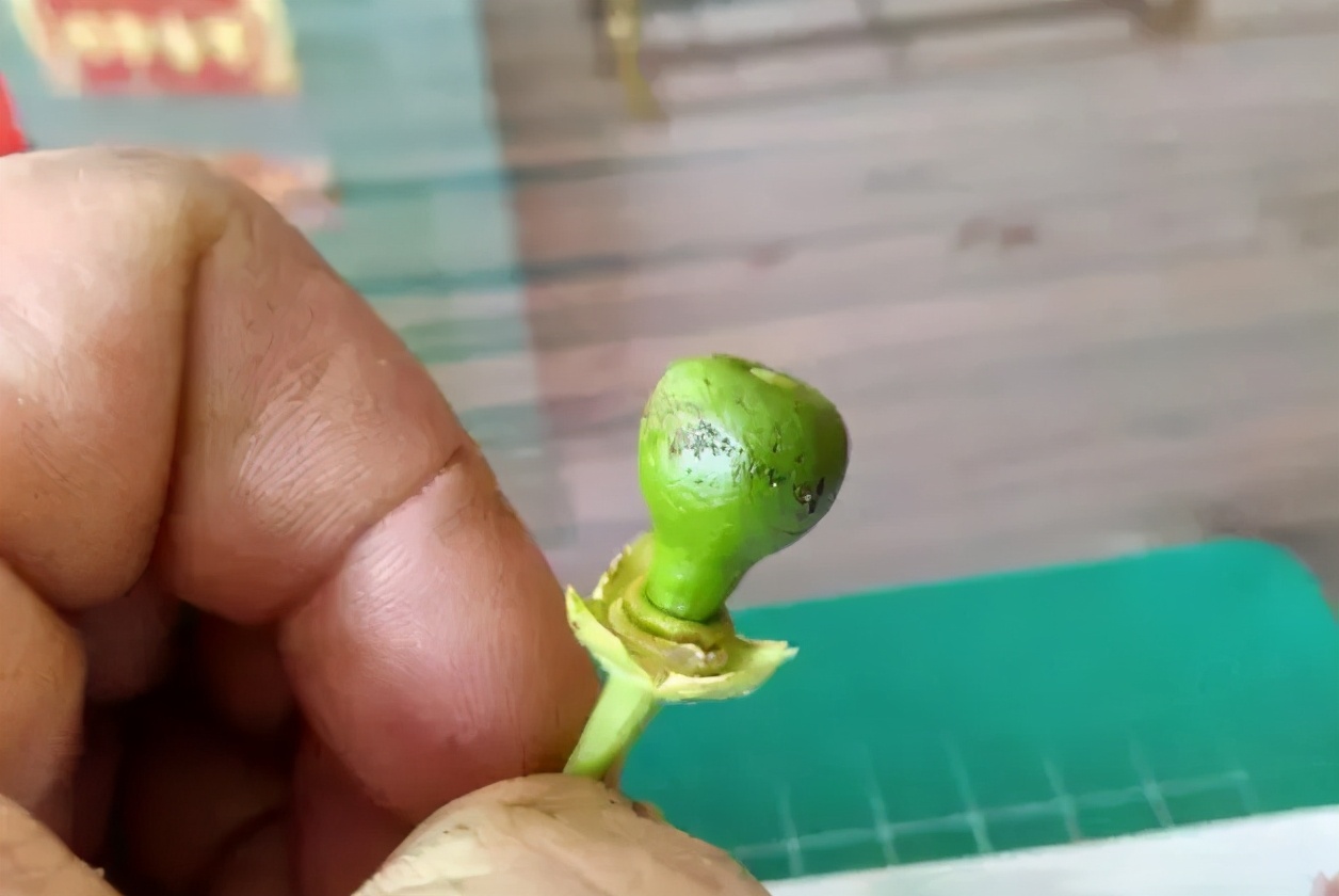 柑橘护果关键时期，柑橘谢花后哪些病虫要严防？