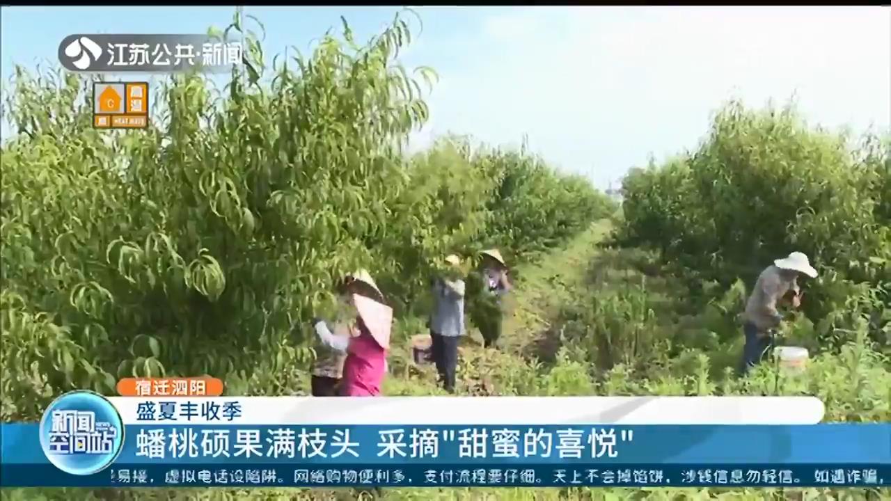 盛夏收获季！江苏多地一批鲜果、蔬菜迎来丰收