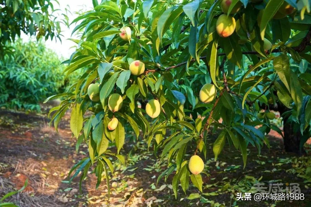 这里是,杨店