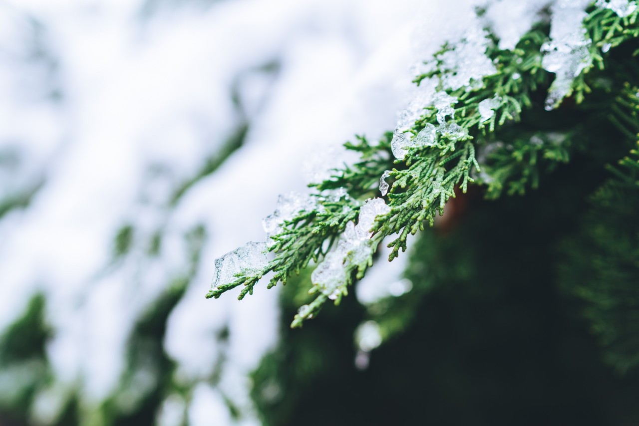 16首经典咏雪诗词，冬如画，雪如诗，赏尽冬雪之雪-第16张图片-非凡网
