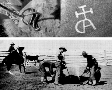 一千个人有一千种品牌理解，品牌到底是什么？