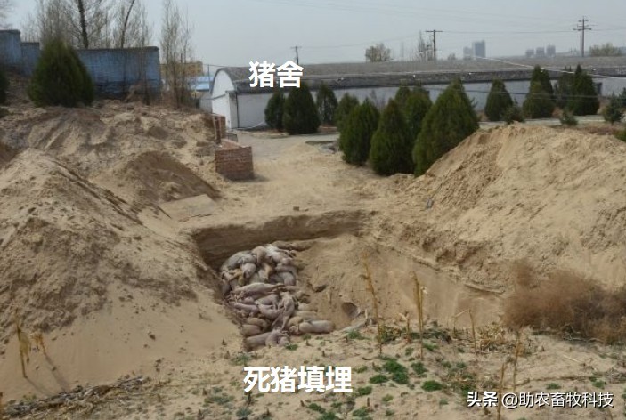 养殖场短时间处理较多病死动物如何低成本且不污染环境？