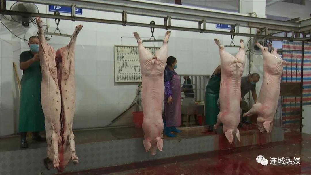 「我为群众办实事」连城：严把生猪屠宰检疫关 让群众吃上“放心肉”