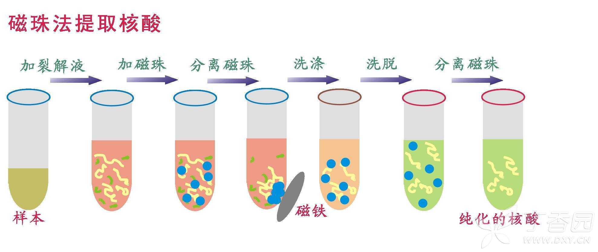 体外诊断中的核酸提取纯化的方法及原理介绍