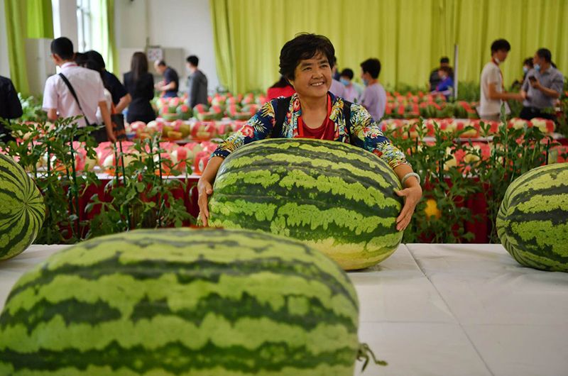 这个头相当可以大兴西瓜节瓜王现身18952斤