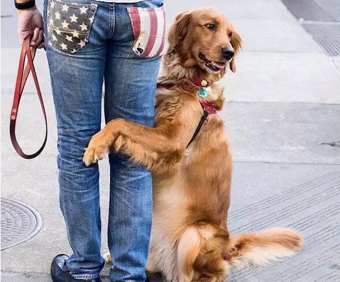 狗狗抱你“大腿”的6个原因，你还不知道吧