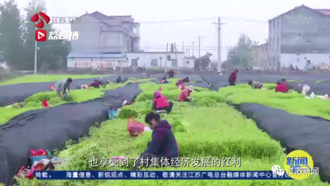 灌云“西瓜书记”第二次丰收，这次是芦蒿！小康路上，谁都不掉队