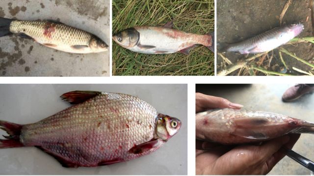 鱼类败血症：热瘟病，坏血病，集多症状于一体的疑难杂症综合性病