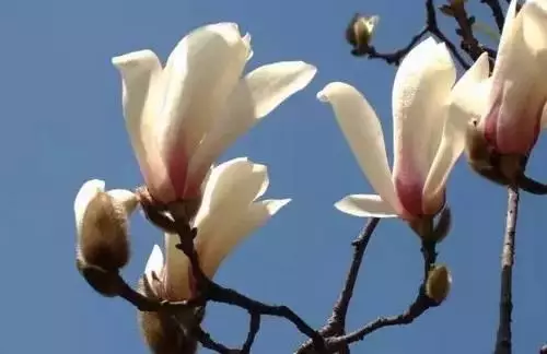 各个城市的市花,风姿绰约各有不同,全国56个城市的市花,你的城市是哪种花? (图56) 全国56个城市的市花,你是否全都了解?