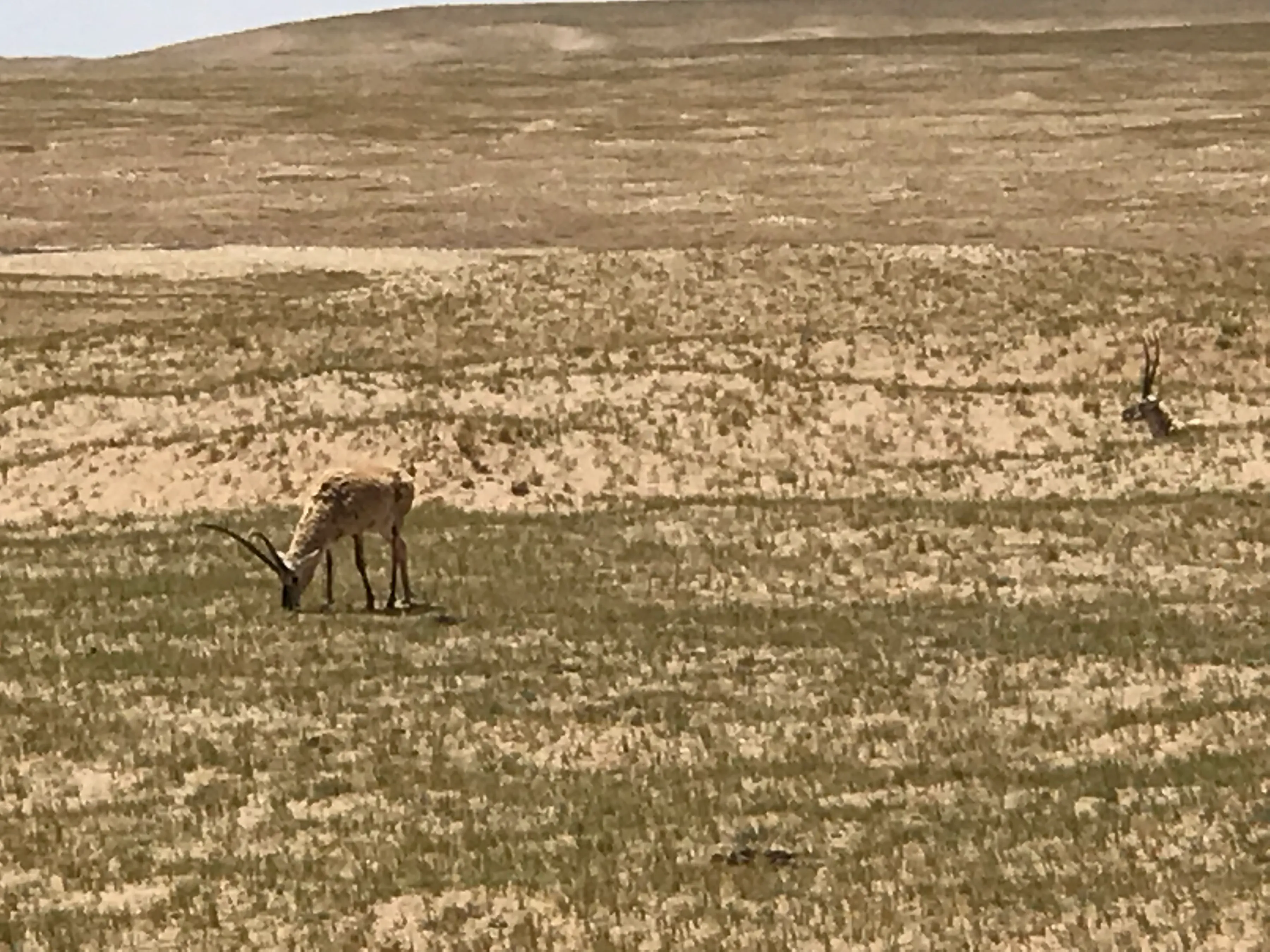 Colorful Qaidam (6) Golmud