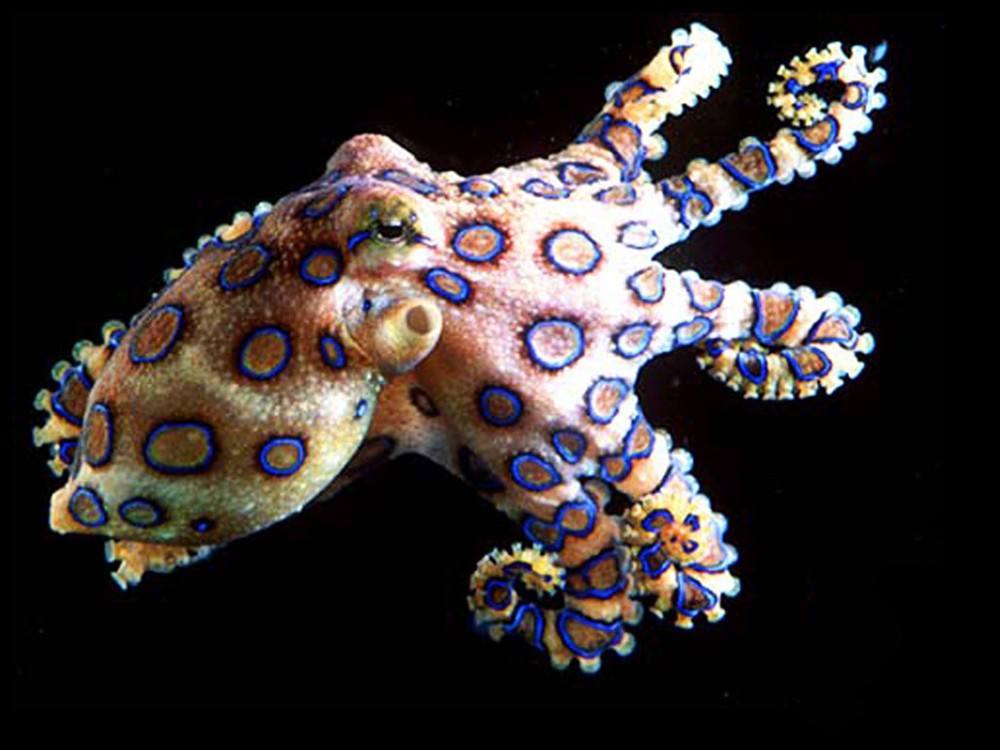 「章鱼」的智商：学习能力、记忆能力这么强，为什么不会进化成高等生物
