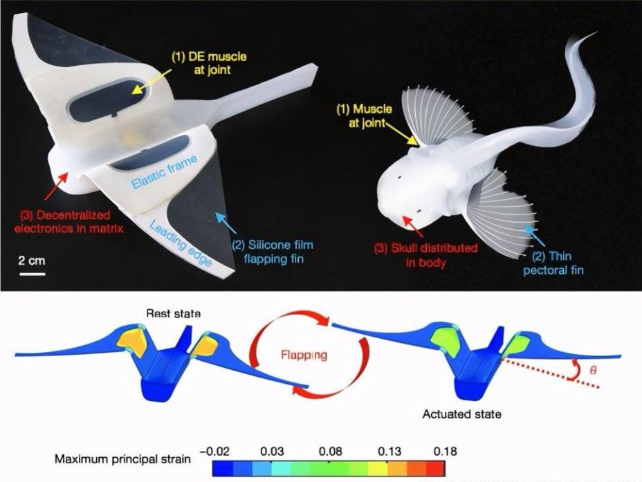 重磅！中国科学家从深海鱼上找到密码，发明能潜万米的柔性机器人