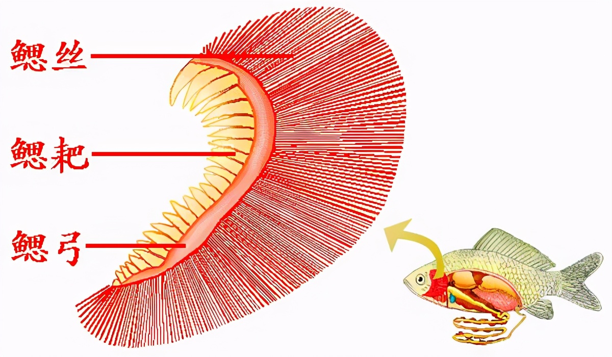 鱼鳃的结构图片