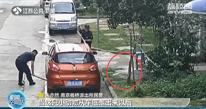 报警！小区里有流浪狗扰民 抓捕！原来是只狐狸