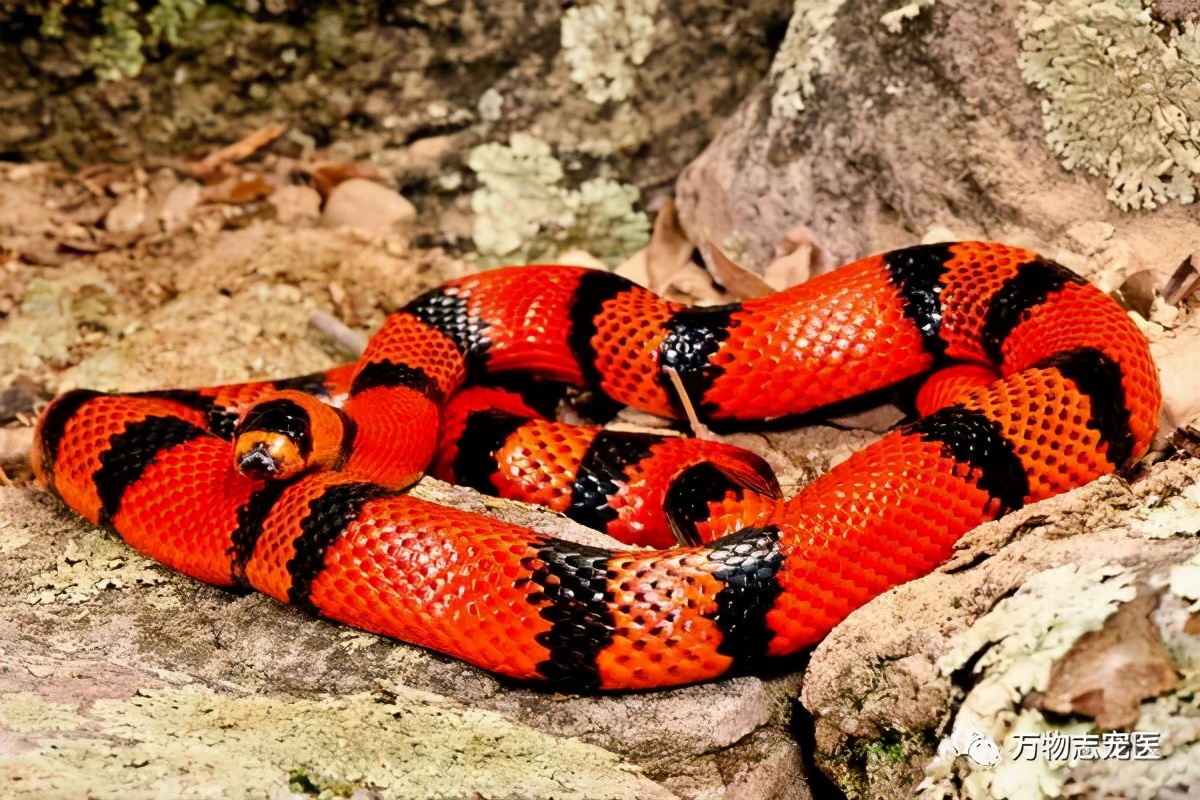 宠物蛇的“适新”品种