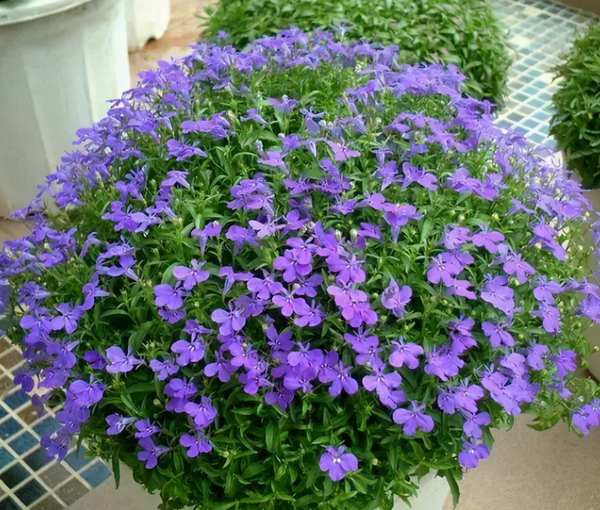 開花植物中 藍色 很少見 如果你喜歡藍色花 給大家推薦17種 養花匠小齊 Mdeditor