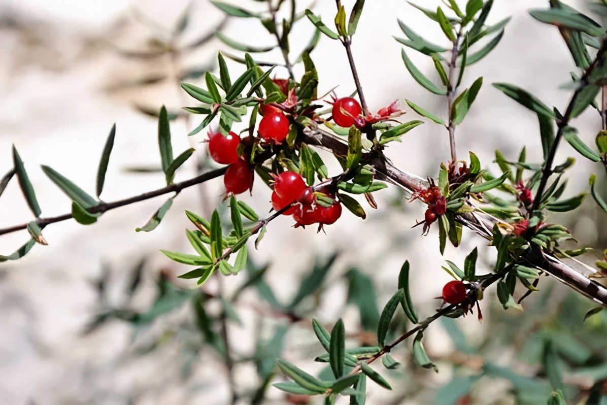 市场前景大好的6种忍冬科植物你家苗圃有吗
