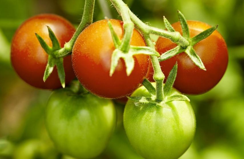 醫生提醒：肝不好，可能跟這3種蔬菜有關，轉告父母，少吃為妙