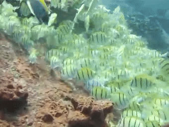 透過皮膚一眼就能看到內髒，這6種透明生物毫無隱私可言