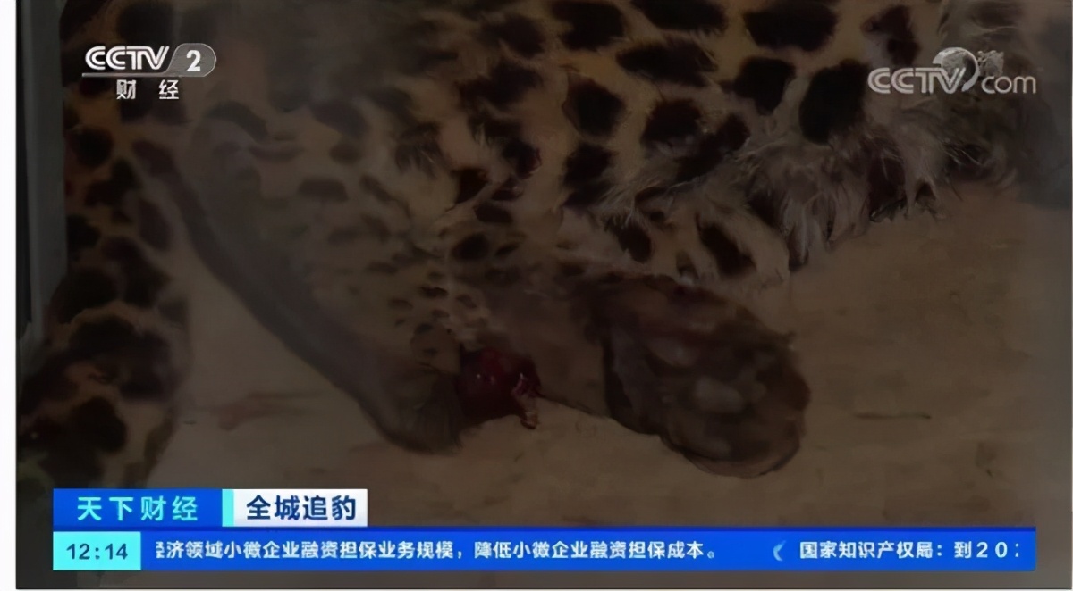 杭州“瞒豹”事件，愣把所有人当傻子