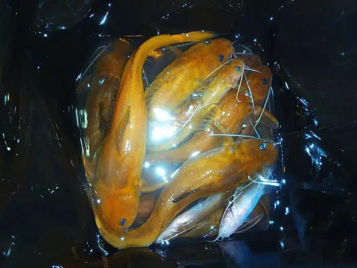 简介大鳍鳠:石胡子,石板条,石扁头_淡水鱼类_西南渔业网 水花鱼 水产