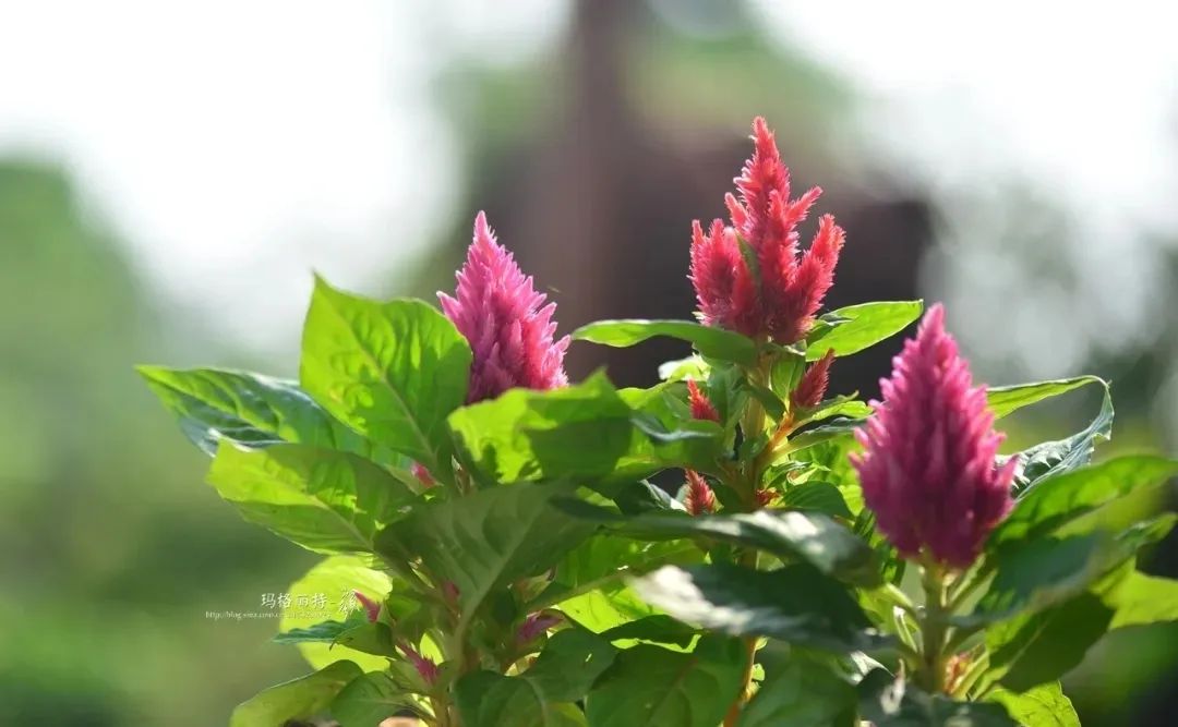 5種耐曬耐熱 皮實好養的夏花兒 給你看真正的生如夏花 看新聞