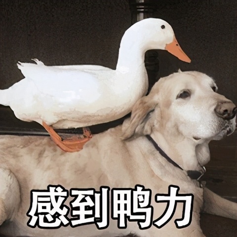 在歐洲也能實現“滑雪自由”之夢？當然可以！請收好這份指南