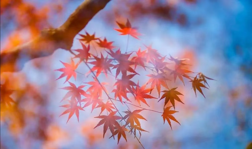带你一览秋日美景，惊艳了时光，沉醉了岁月-第8张图片-诗句网