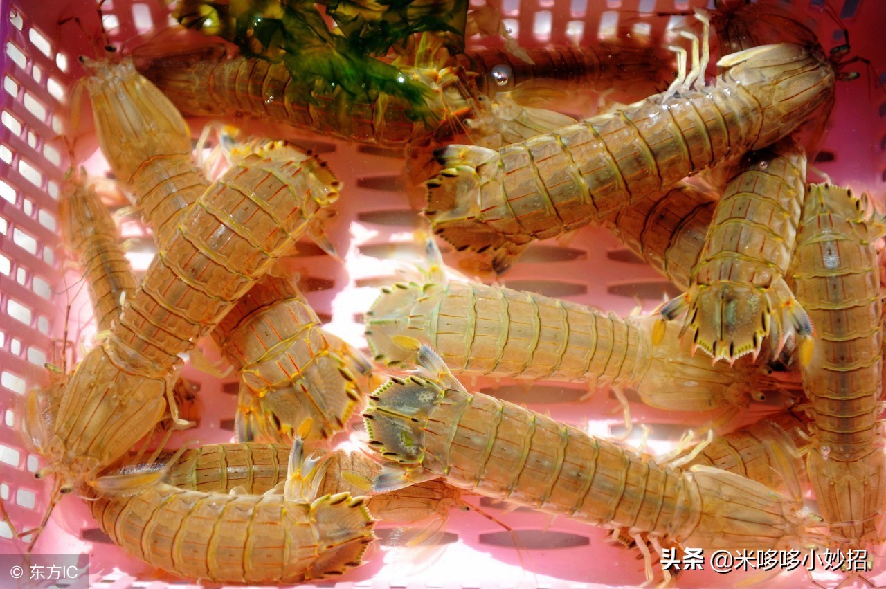 海鲜摊主透露，挑选皮皮虾牢记这3点，保证挑选的个个新鲜肉肥