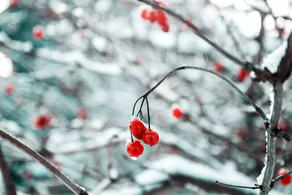 8首诗词，写尽冬日之美：岁月寒凉，但因你温暖