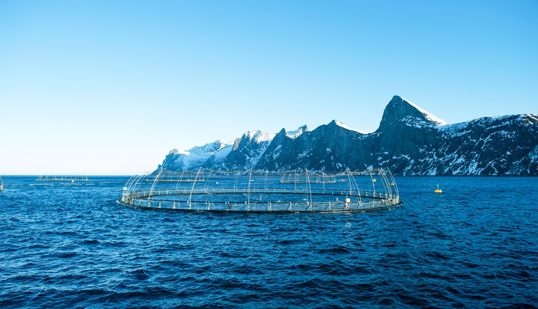 挪威进口的三文鱼有何不同，市场上有野生的吗？