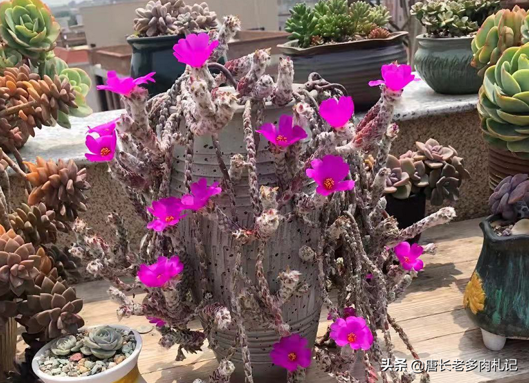 有種多肉你養過可能不認識 它就是長白毛 開花像太陽花的花吹雪 唐長老多肉札記 Mdeditor