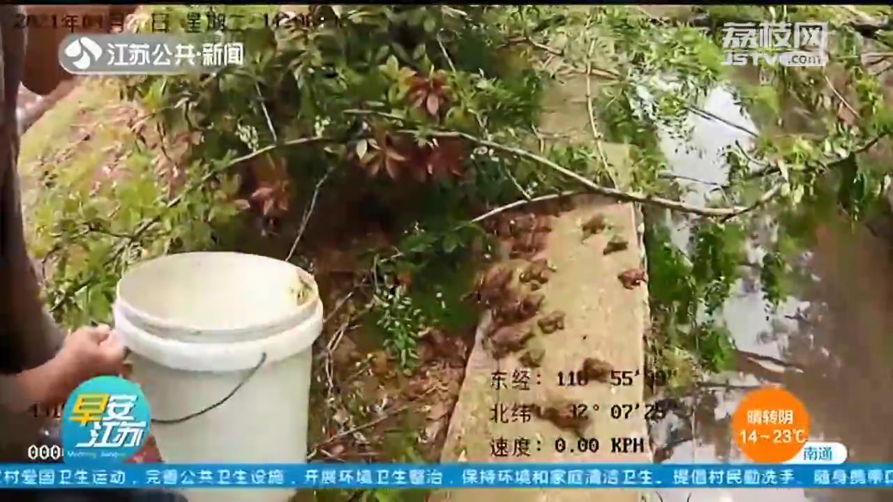 响水夫妻捕捉53只癞蛤蟆被起诉 涉嫌&ldquo;非法狩猎罪&rdquo;
