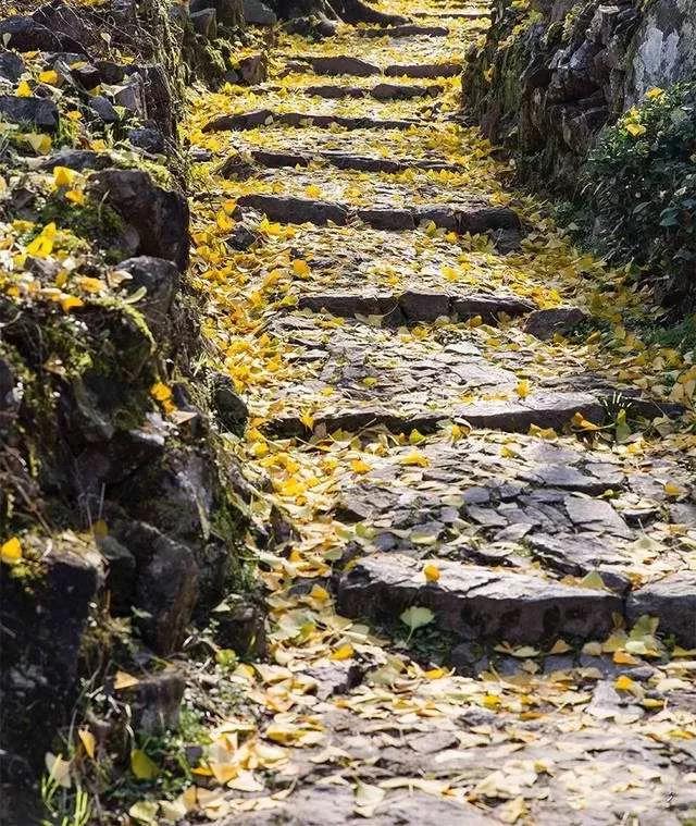 宁波赏秋攻略，这有桂香阵阵的千年古刹，更有漫山红枫绝美秋景