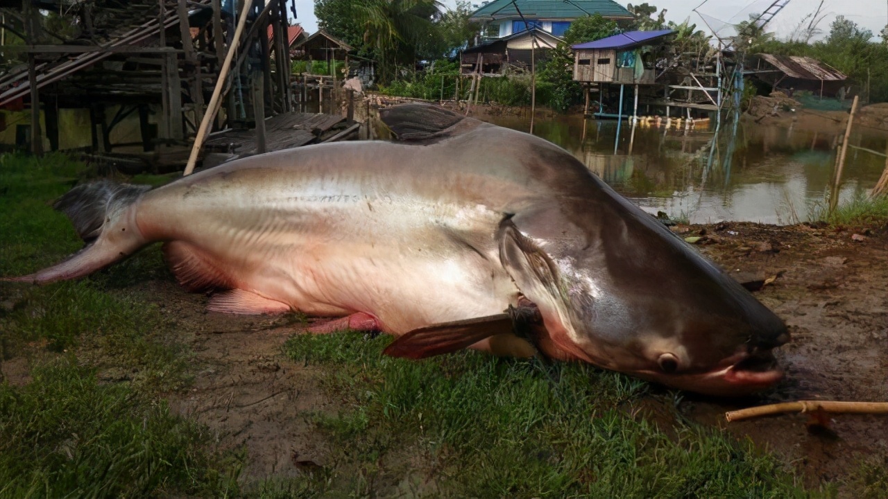 湄公河巨鲶和蓝鲨图片
