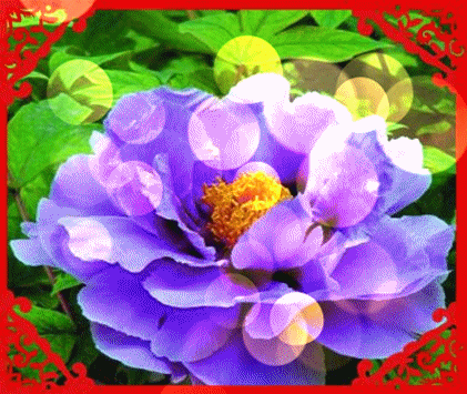 十一|今天正月十一一心一意的祝福 送给群里每一位朋友打开看看吧