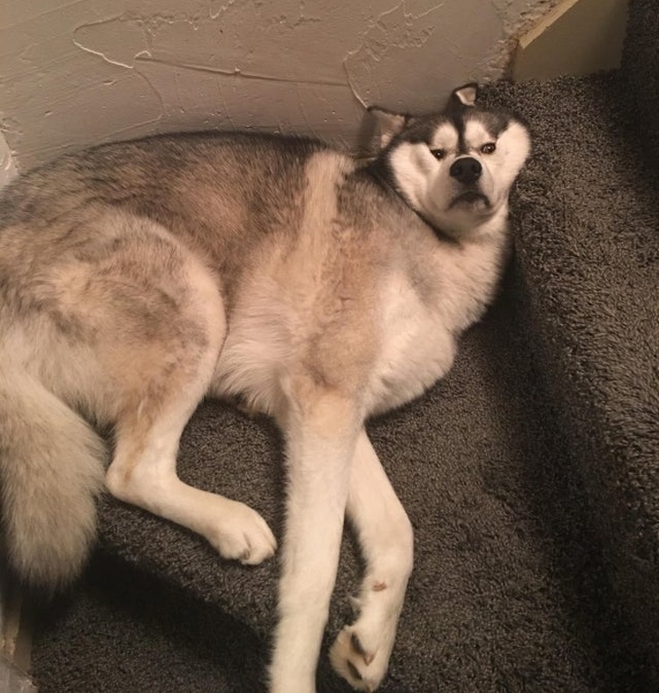 20張狗狗搞笑圖片，趕快給勞資刪了，我不要面子的啊