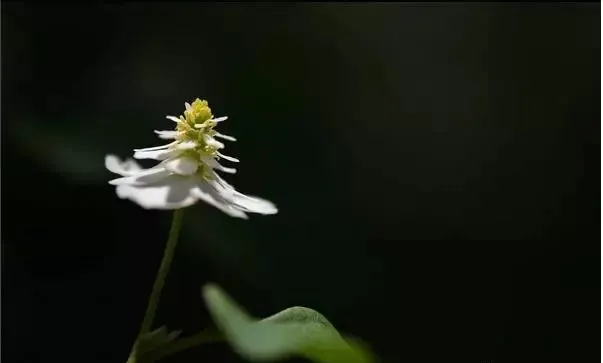 160種· 奇花異草，絕對有你沒見過的！ 「下部分」