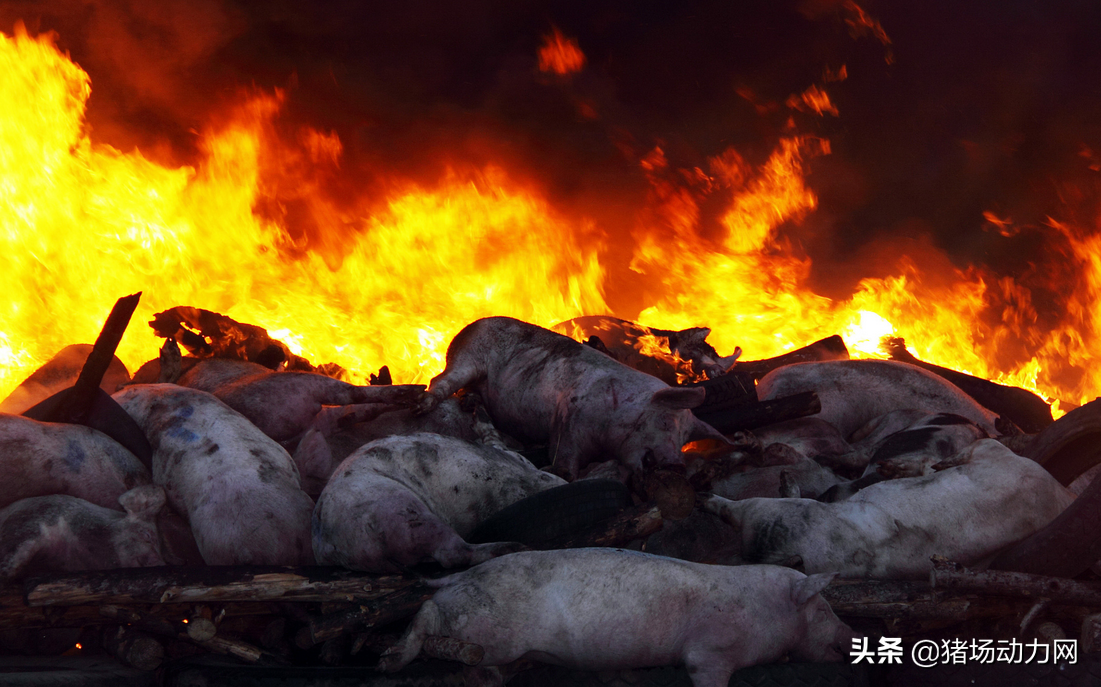 2021養(yǎng)豬業(yè)年中盤點(diǎn)：一大事件，兩大政策，三大趨勢(shì)