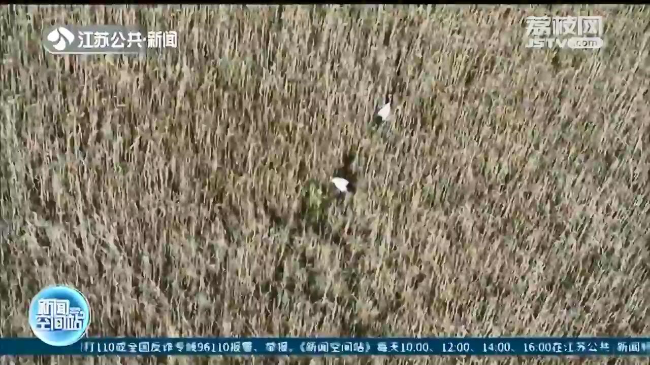 盐城珍禽保护区连续五年发现野外自然孵化丹顶鹤