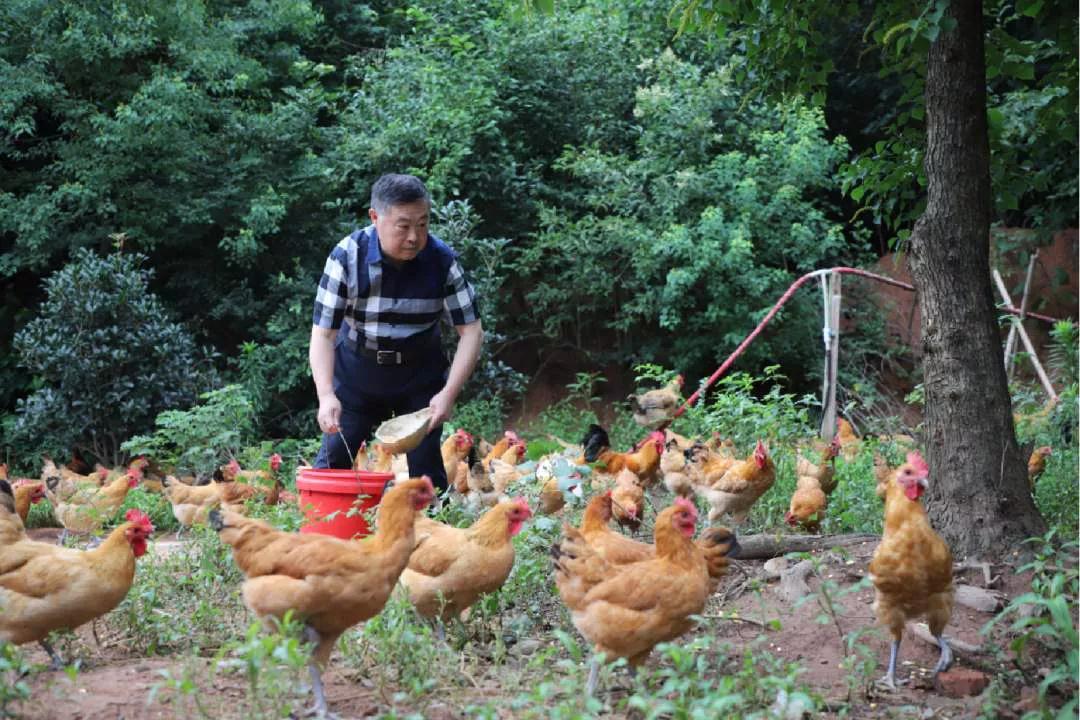 火热的束从轩和他的老乡鸡