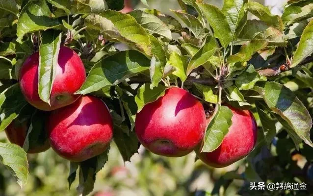 果树一年需要施肥几次？一般施肥4-5次，分别为